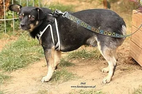 Didi - niewielki piesek bez ogonka,  mazowieckie N