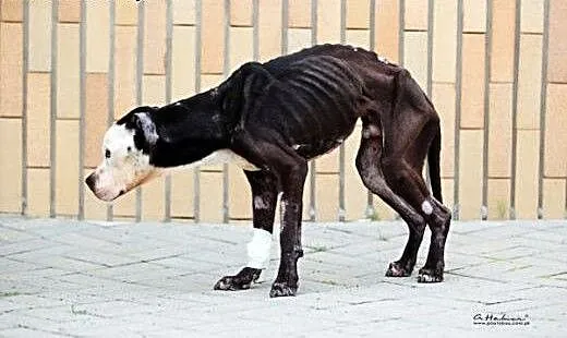 Amstaff Kornel czeka na mądry, troskliwy dom, Ams