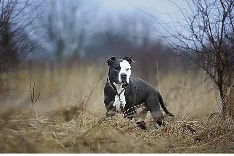 Amstaff Kornel czeka na mądry, troskliwy dom,  Ams