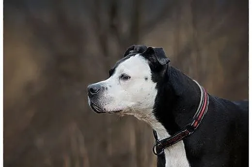Amstaff Kornel czeka na mądry, troskliwy dom,  Ams