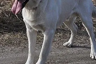 Goldi w typie labradora czeka na dom,  lubelskie Chełm