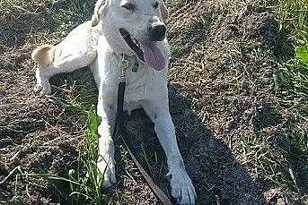 Goldi w typie labradora czeka na dom,  lubelskie C