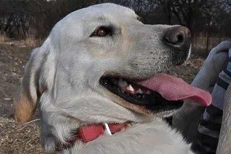 Goldi w typie labradora czeka na dom,  lubelskie C