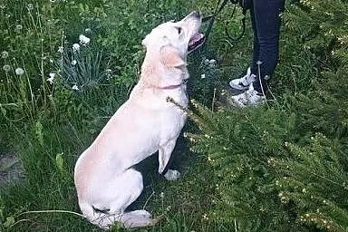 Goldi w typie labradora czeka na dom,  lubelskie C