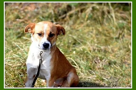 15 kg, delikatna, łagodna,przyjazna suczka MIWA_Adopcja_