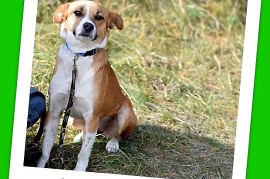15 kg, delikatna, łagodna,przyjazna suczka MIWA_Ad