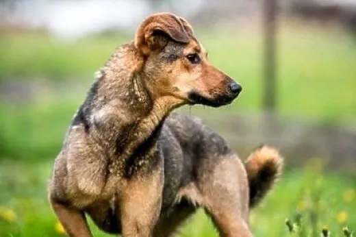 Limonkowe szczęście do adopcji od zaraz! ,  mazowi