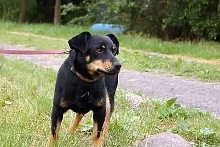 ROLMOPS szuka domku - daj mu szansę - POKOCHAJ