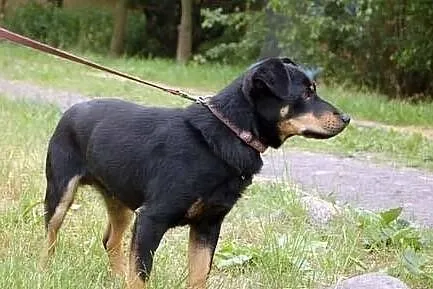 ROLMOPS szuka domku - daj mu szansę - POKOCHAJ