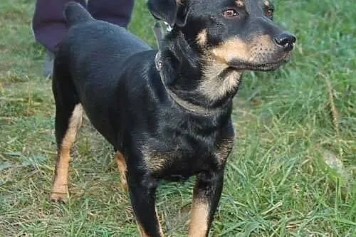 ROLMOPS szuka domku - daj mu szansę - POKOCHAJ