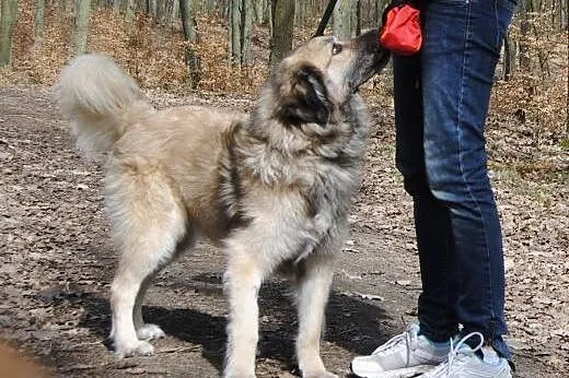 Bronek  inteligentny młody psiak,  łódzkie Piotrkó