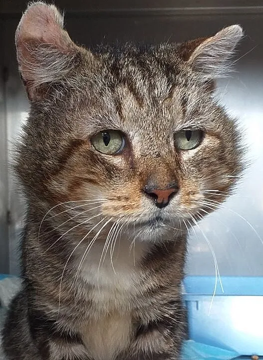 Kocur Ryszard FIV+ szuka domu, Warmińsko-mazurskie, Olsztyn