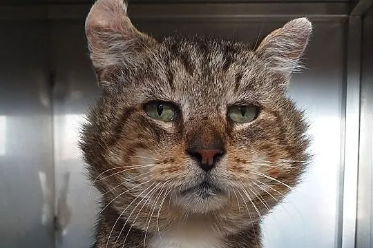 Kocur Ryszard FIV+ szuka domu, Warmińsko-mazurskie, Olsztyn