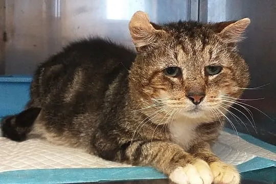 Kocur Ryszard FIV+ szuka domu, Warmińsko-mazurskie, Olsztyn