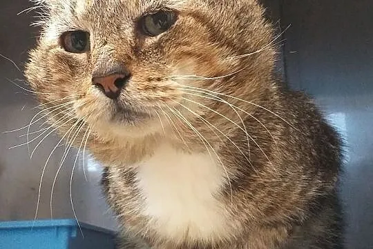 Kocur Ryszard FIV+ szuka domu, Warmińsko-mazurskie, Olsztyn