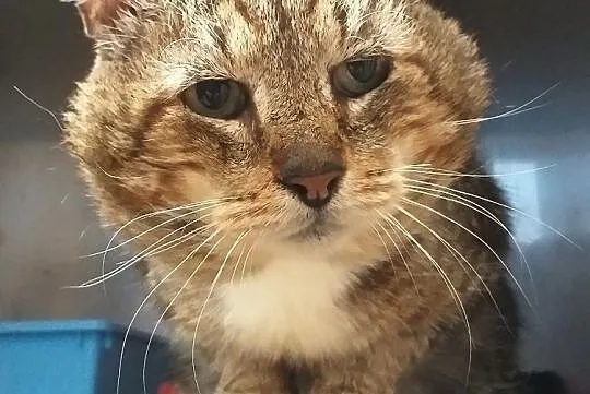 Kocur Ryszard FIV+ szuka domu, Warmińsko-mazurskie, Olsztyn
