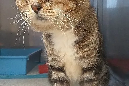 Kocur Ryszard FIV+ szuka domu, Warmińsko-mazurskie, Olsztyn