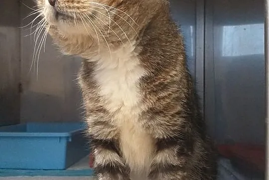 Kocur Ryszard FIV+ szuka domu, Warmińsko-mazurskie, Olsztyn