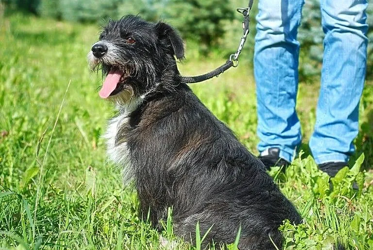 MARIOLA radosna mix jamniczka do adopacji