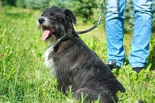 MARIOLA radosna mix jamniczka do adopacji