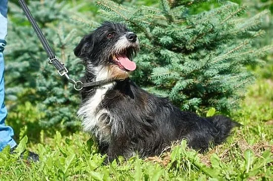 MARIOLA radosna mix jamniczka do adopacji