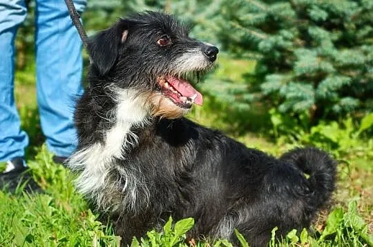 MARIOLA radosna mix jamniczka do adopacji