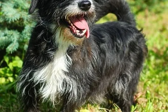 MARIOLA radosna mix jamniczka do adopacji