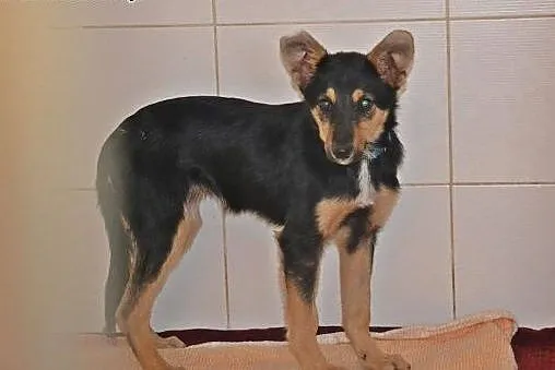 Merdia - odmień Jej los, podaruj dom,  mazowieckie