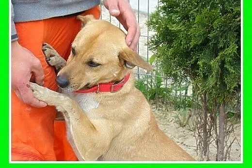 12 kg,średni,wesoły,przyjazny pies DIESEL.Adopcja, mazowieckie Warszawa