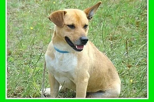 12 kg,średni,wesoły,przyjazny pies DIESEL.Adopcja,