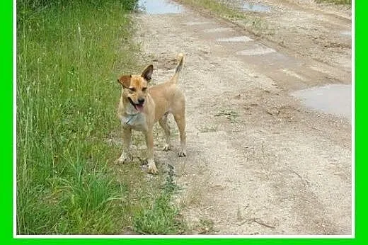 12 kg,średni,wesoły,przyjazny pies DIESEL.Adopcja,