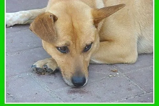 12 kg,średni,wesoły,przyjazny pies DIESEL.Adopcja,