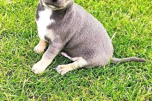 Chihuahua błękitny krótkowłosy chłopiec ZKwP FCI
