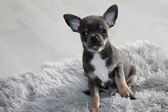 Chihuahua błękitny krótkowłosy chłopiec ZKwP FCI, Zachodniopomorskie, Świnoujście