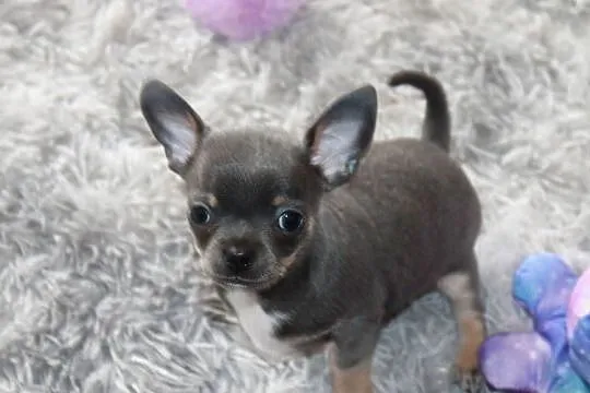 Chihuahua błękitny krótkowłosy chłopiec ZKwP FCI, Zachodniopomorskie, Świnoujście