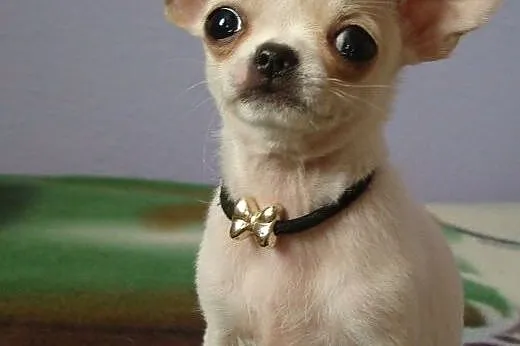 Chihuahua krótkowłosa kremowa sunia FCI,  śląskie 