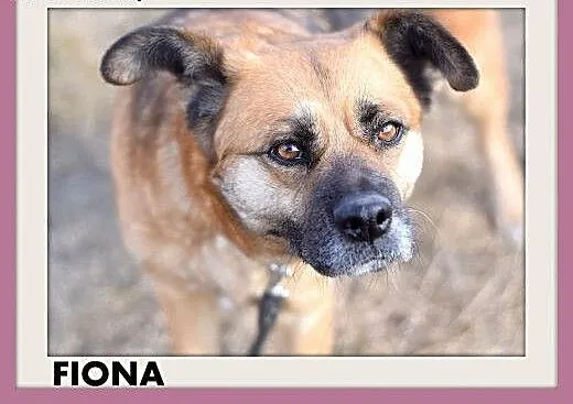 FIONA,zachowuje czystość,średnia,łagodna,spokojna