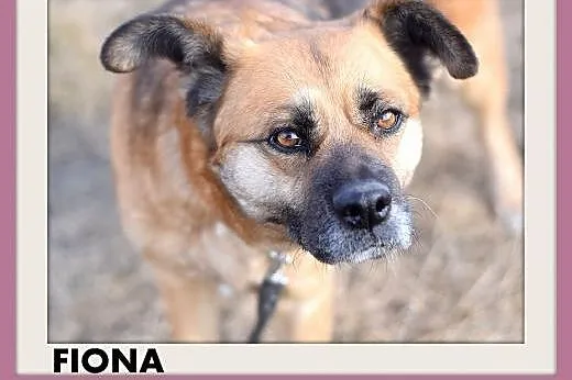 FIONA,zachowuje czystość,średnia,łagodna,spokojna 