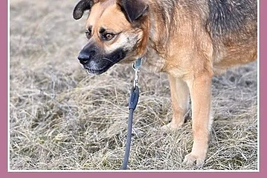 FIONA,zachowuje czystość,średnia,łagodna,spokojna 