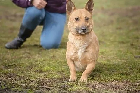Niewielka, wyjątkowa Fionka, wesoła suczka szuka domu,  Kundelki cała Polska