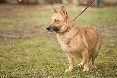 Niewielka, wyjątkowa Fionka, wesoła suczka szuka d