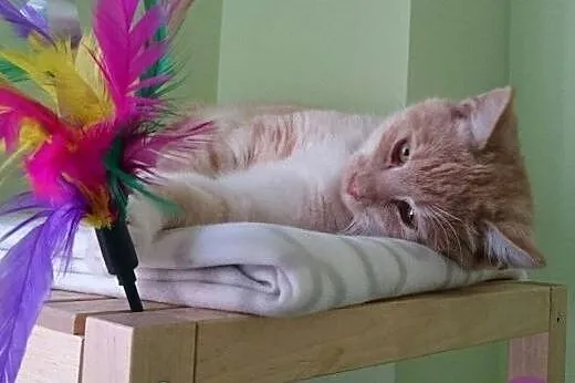 Delikatny i miziasty GOFEREK bardzo prosi o domek,