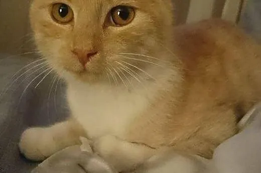 Delikatny i miziasty GOFEREK bardzo prosi o domek,