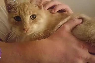 Delikatny i miziasty GOFEREK bardzo prosi o domek,