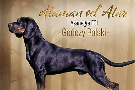 Gończy Polski z linii   Zwycięzców  Świata - zapowiedzi miotu (FCI), Mazowieckie, Celestynów