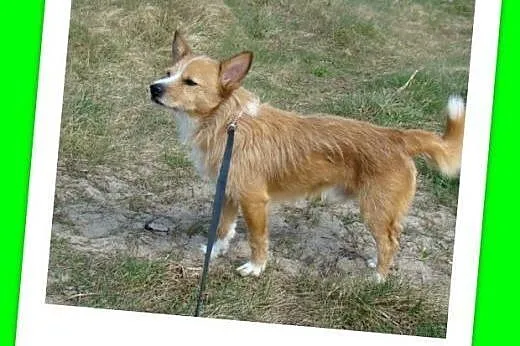 Z domowej kanapy do schroniskoego boksu,mały piese