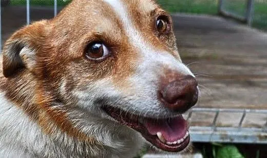 Hau! Hau! Hau! Auuuuuu! Mnie weź! Mnie weź! Mnie!