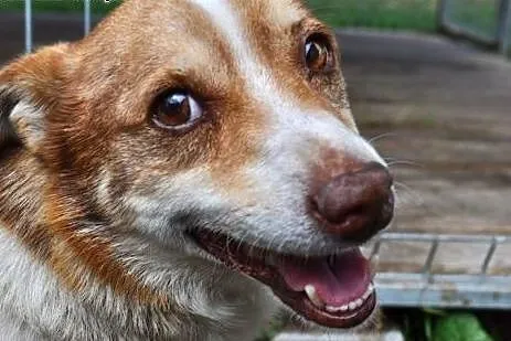 Hau! Hau! Hau! Auuuuuu! Mnie weź! Mnie weź! Mnie! 