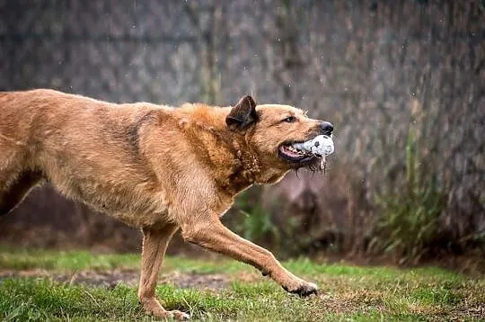 LEJLA - SCHLUDNA I SPOKOJNA DAMA, DO POKOCHANIA!, Śląskie, Gliwice