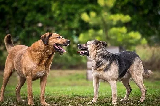 LEJLA - SCHLUDNA I SPOKOJNA DAMA, DO POKOCHANIA!, Śląskie, Gliwice